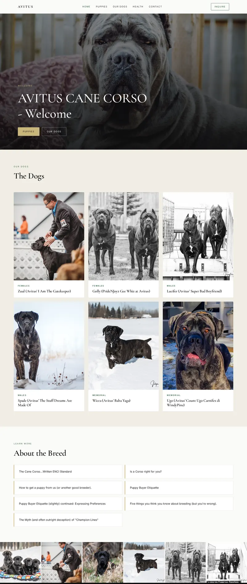 Redesigned website for Avitus Cane Corso — full page