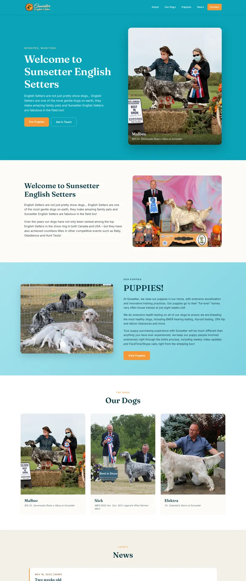Redesigned website for Sunsetter English Setters — full page